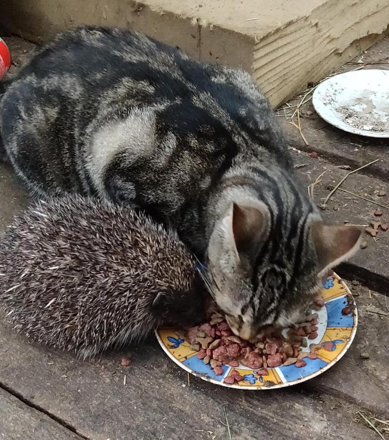 Watscherhof Lüsen Zewnętrze zdjęcie